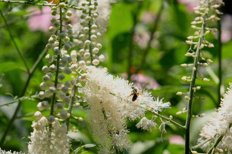 Call for Volunteers: Corktown Gardening Clean-Up Day on July 28, 2024