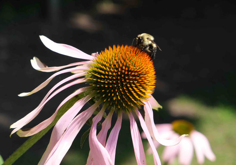 Call for Volunteers: Corktown Gardening Day on September 8, 2024